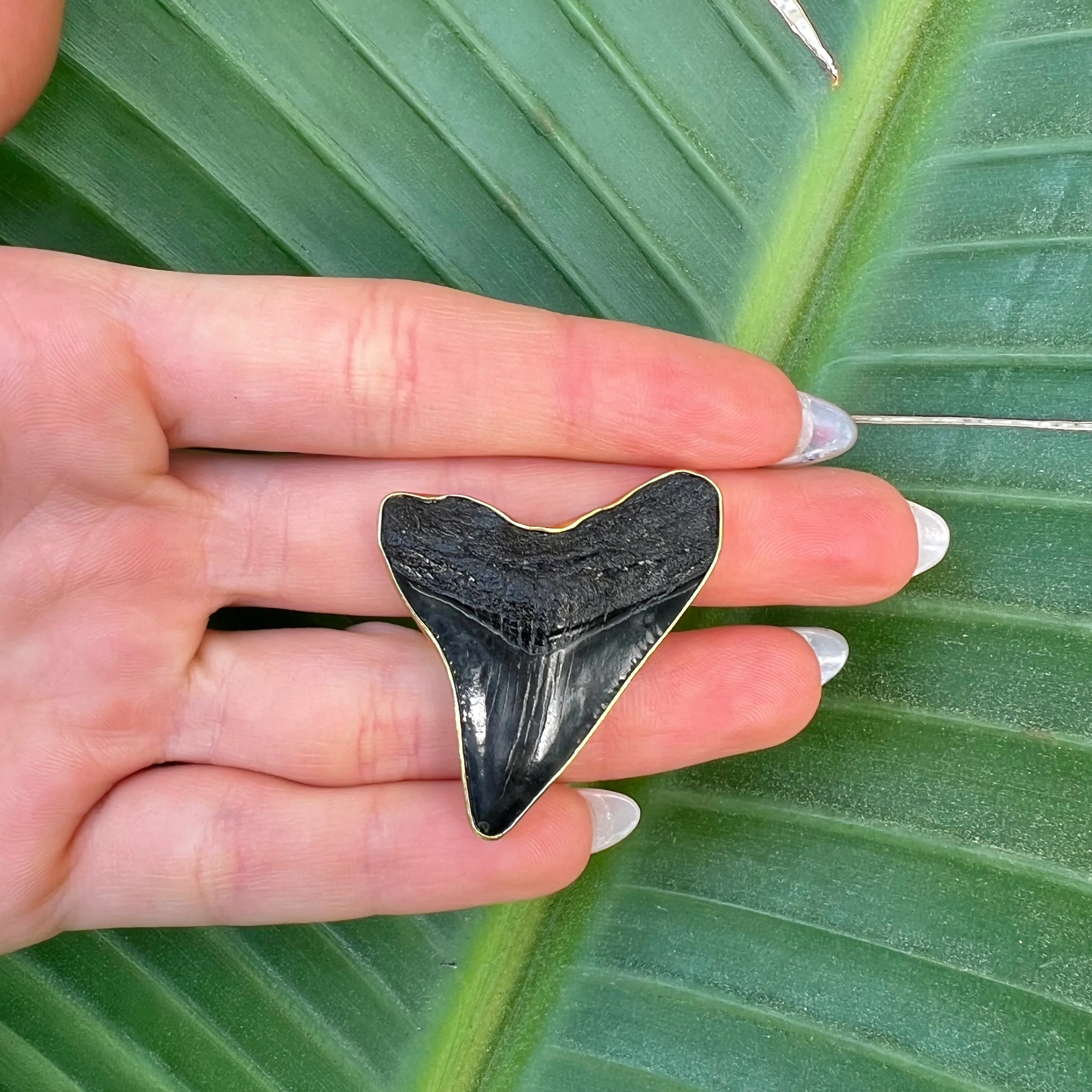 1685 - Shark Tooth Ring