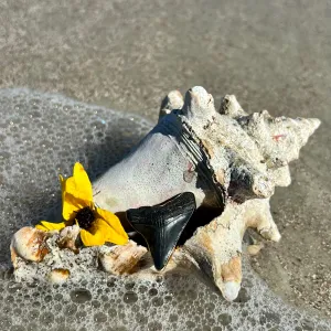 1685 - Shark Tooth Ring