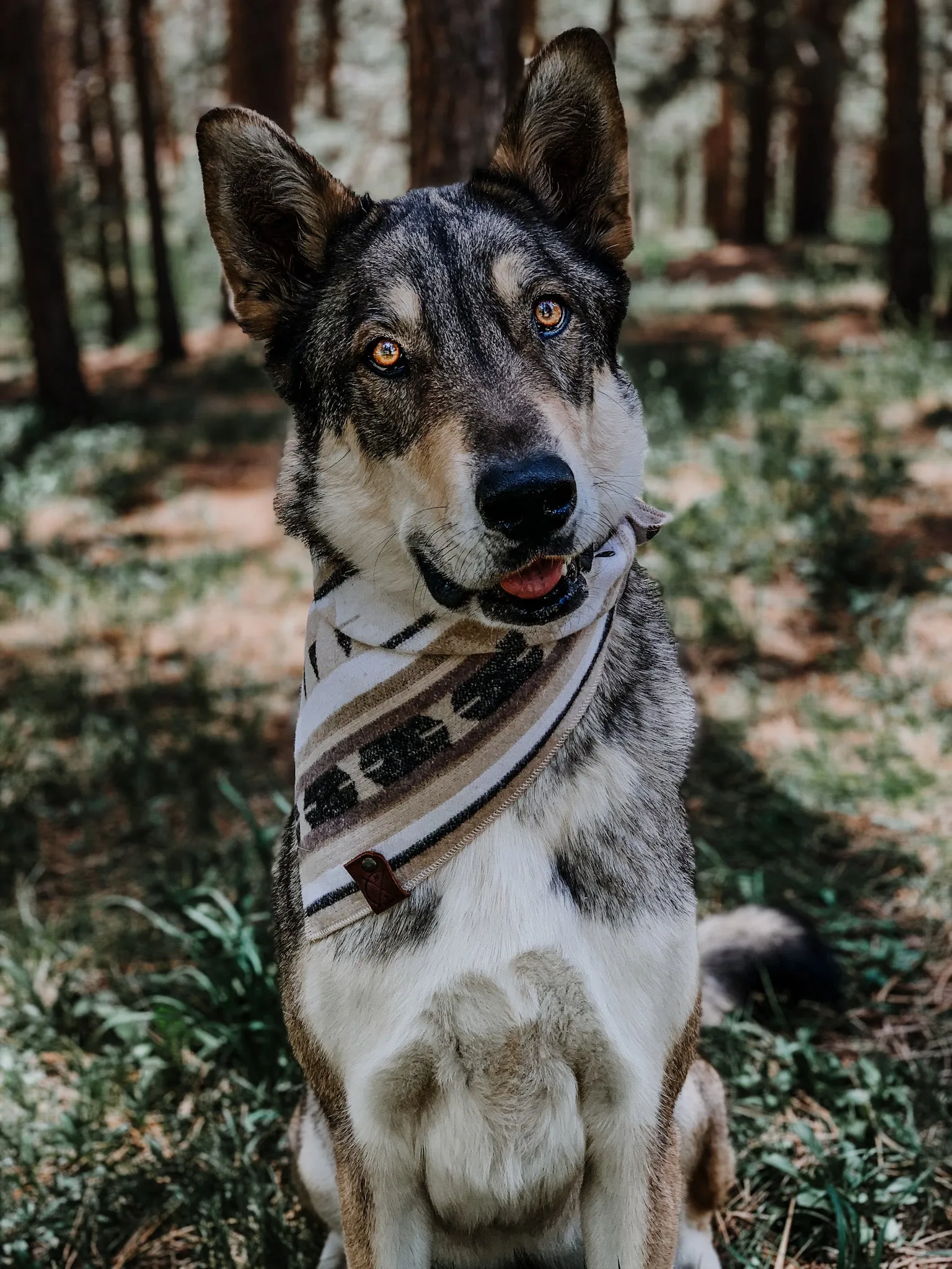 BODHI  - Adjustable Dog Bandana