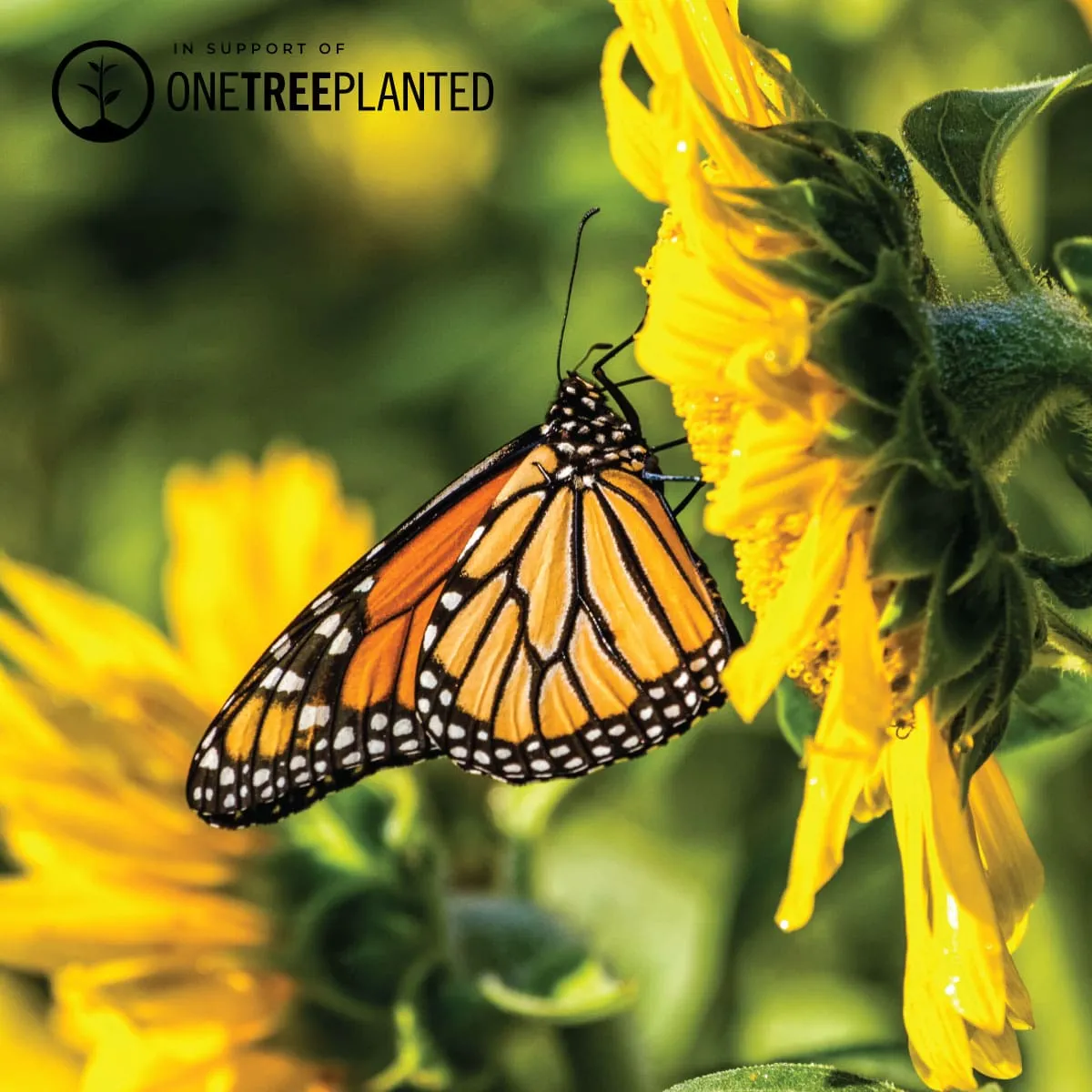 Monarch Butterfly Links | Deluxe Kismet Bracelet | Pink x Rose Gold