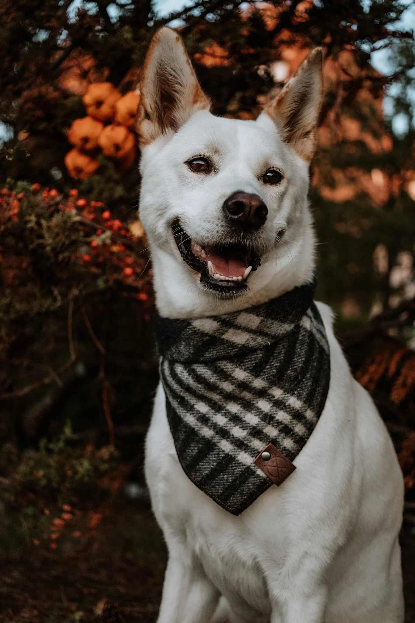 POE - Adjustable Dog Bandana