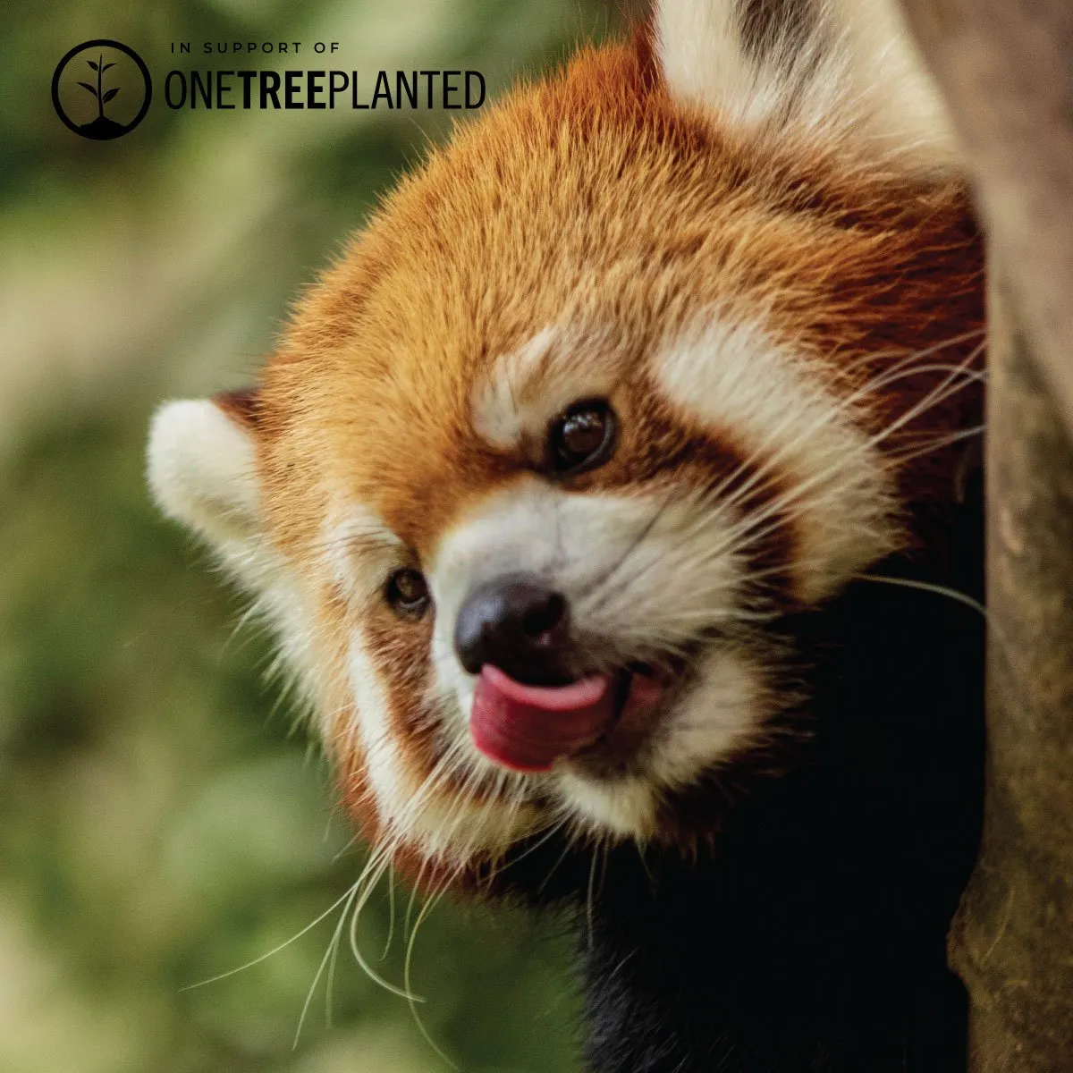 Red Panda Links | Deluxe Kismet Bracelet | Red x Silver