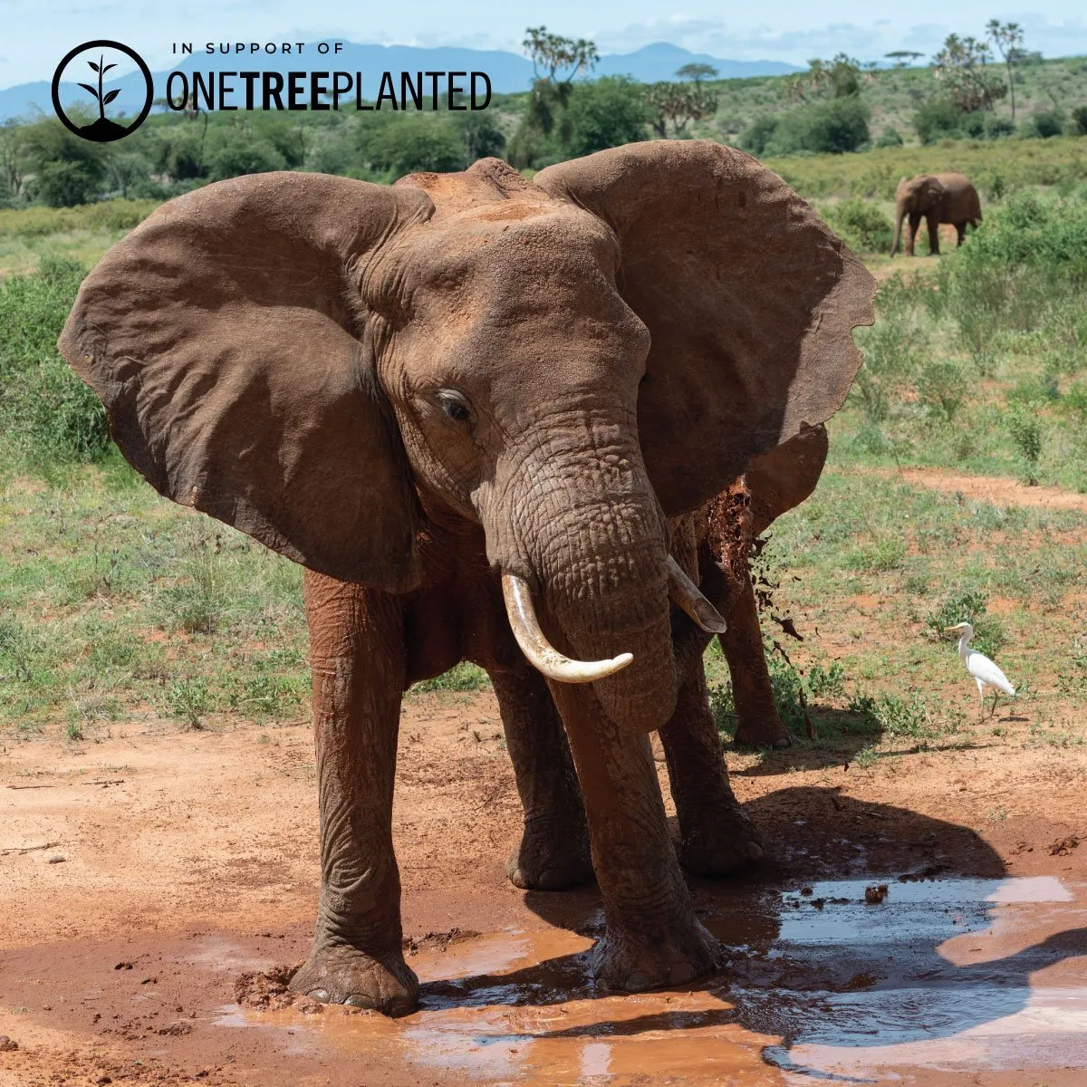 Sumatran Elephant Links | Original Kismet Bracelet | Blue x  Silver
