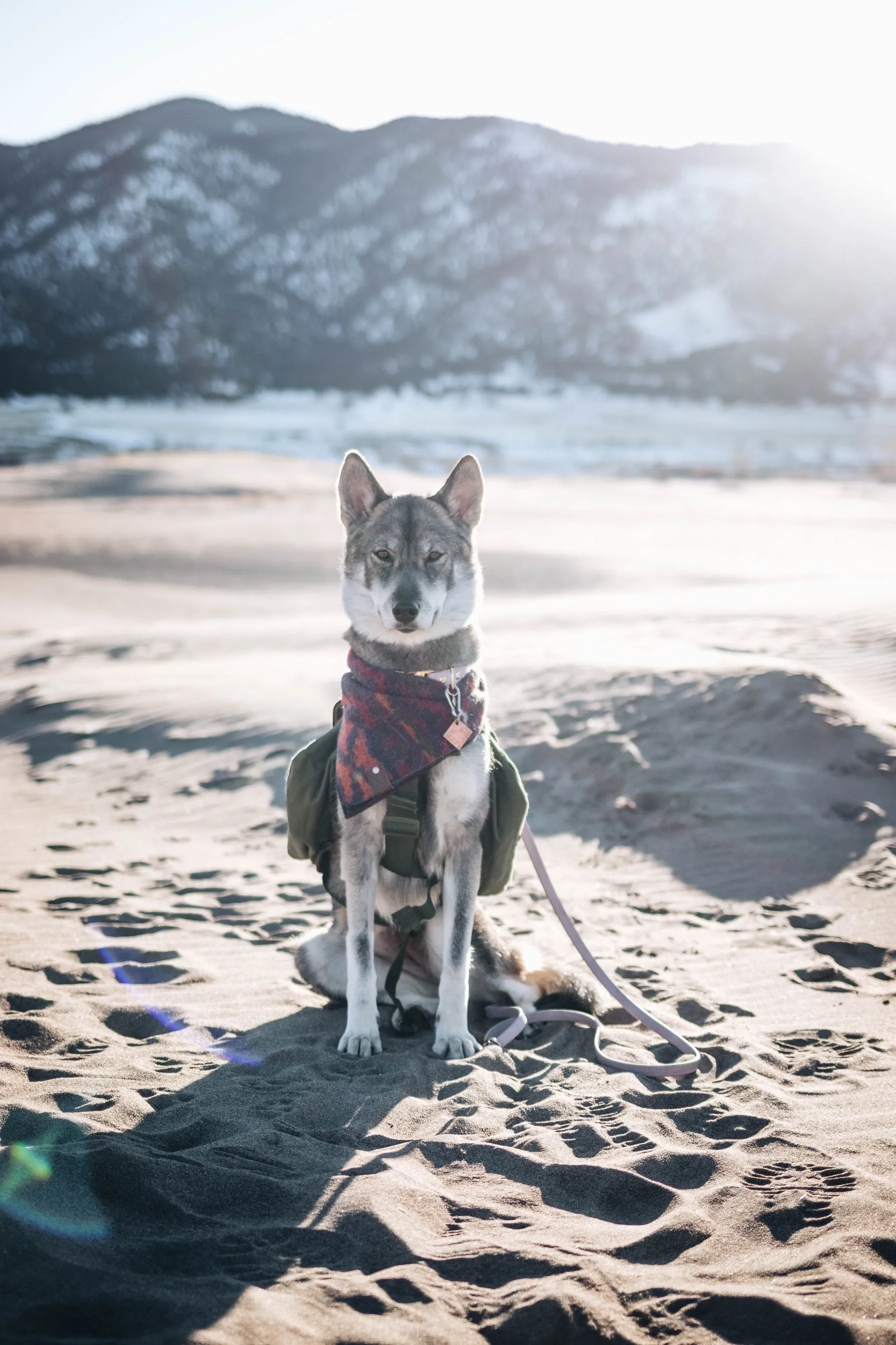 SUNSET - Adjustable Dog Bandana