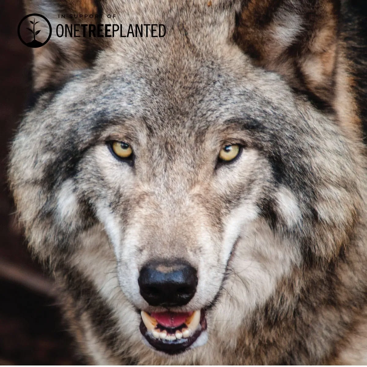Wolf Links | Mini Kismet Bracelet | Evergreen x Silver